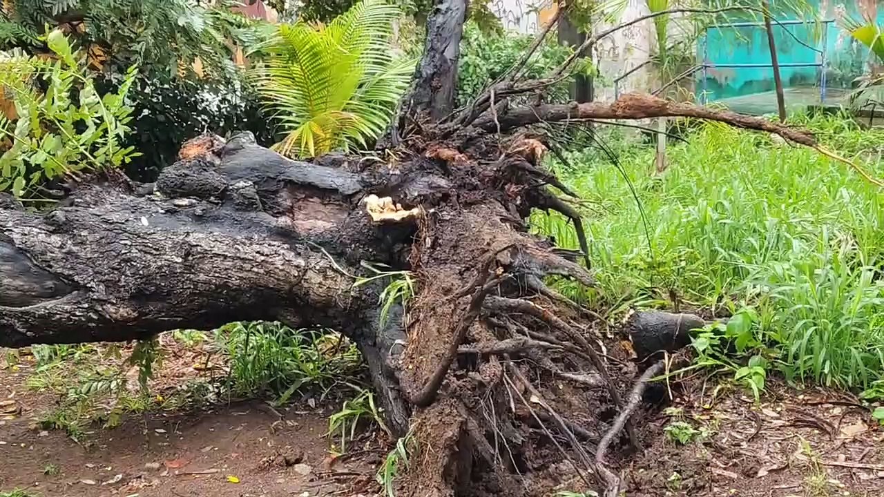 VÍDEO: Árvore ‘gigante’ cai em Mussurunga após chuvas e ventos fortes em Salvador
