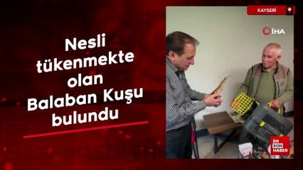 Kayseri'de nesli tükenmekte olan Balaban Kuşu bulundu