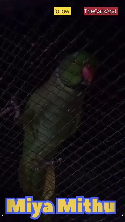 Bird impressions | Real Talk Miya Mithu | #foryoy #parrot #traning #talking #sound #voice #singing