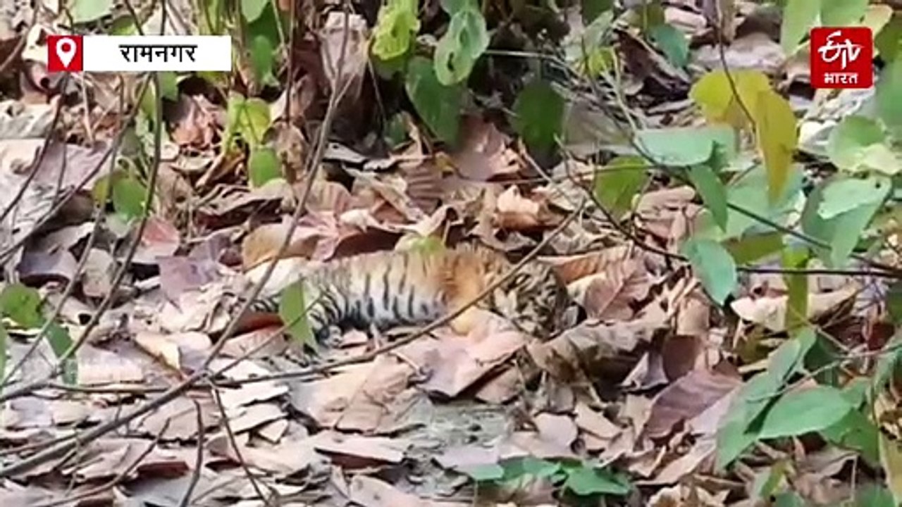 मां से बिछड़ा नन्हा बाघ, शावक की देखभाल में जुटा वन महकमा, जंगल में लगाए गए कैमरे