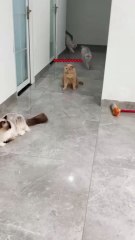 very funny cat attraction...funny video about animals....wwe superstar the rock reacts to this video