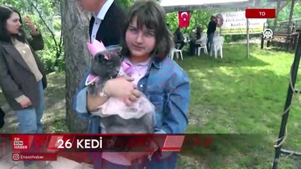 Toakt’ta kedi güzellik yarışması düzenlendi