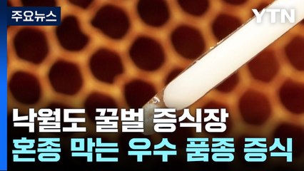 외딴 섬에서 여왕벌을?...혼종 막는 우수 품종 증식 / YTN