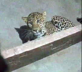 कुत्ते का पीछा करते घर में घुसा पैंथर,खाट लगा कर कमरे में किया बंद