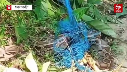 বেড়ার জালে আটকে ছটফট করছে ওটা কী ! কাছে যেতেই হাড়হিম চাষীদের