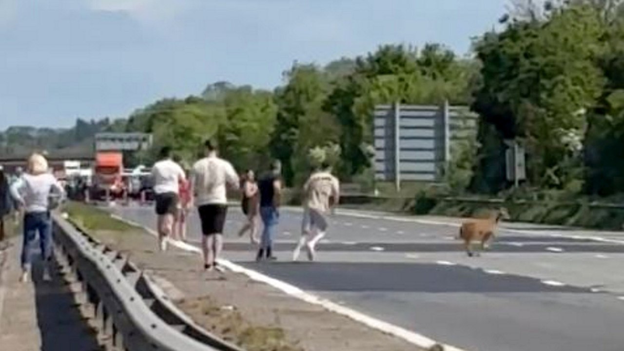 Bank holiday traffic comes to standstill on the M5 - due to a GOAT