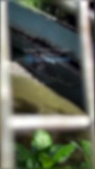 Graban ataque de cocodrilo a turista