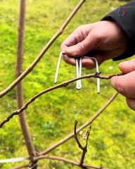 Shaping tree branches made easy with this tool