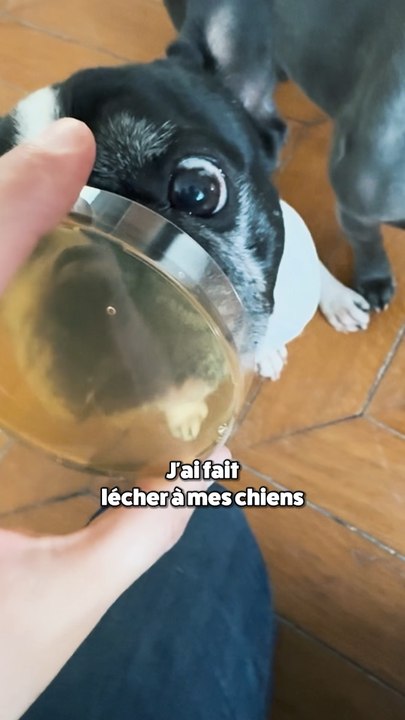 Se faire lécher par chien, c’est dangereux ? Les chiens au service de la science 🧪