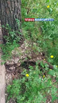 Andria: c'è un albero in bilico e parzialmente sradicato sul viale per Castel del Monte (frequentato da numerosi turisti)
