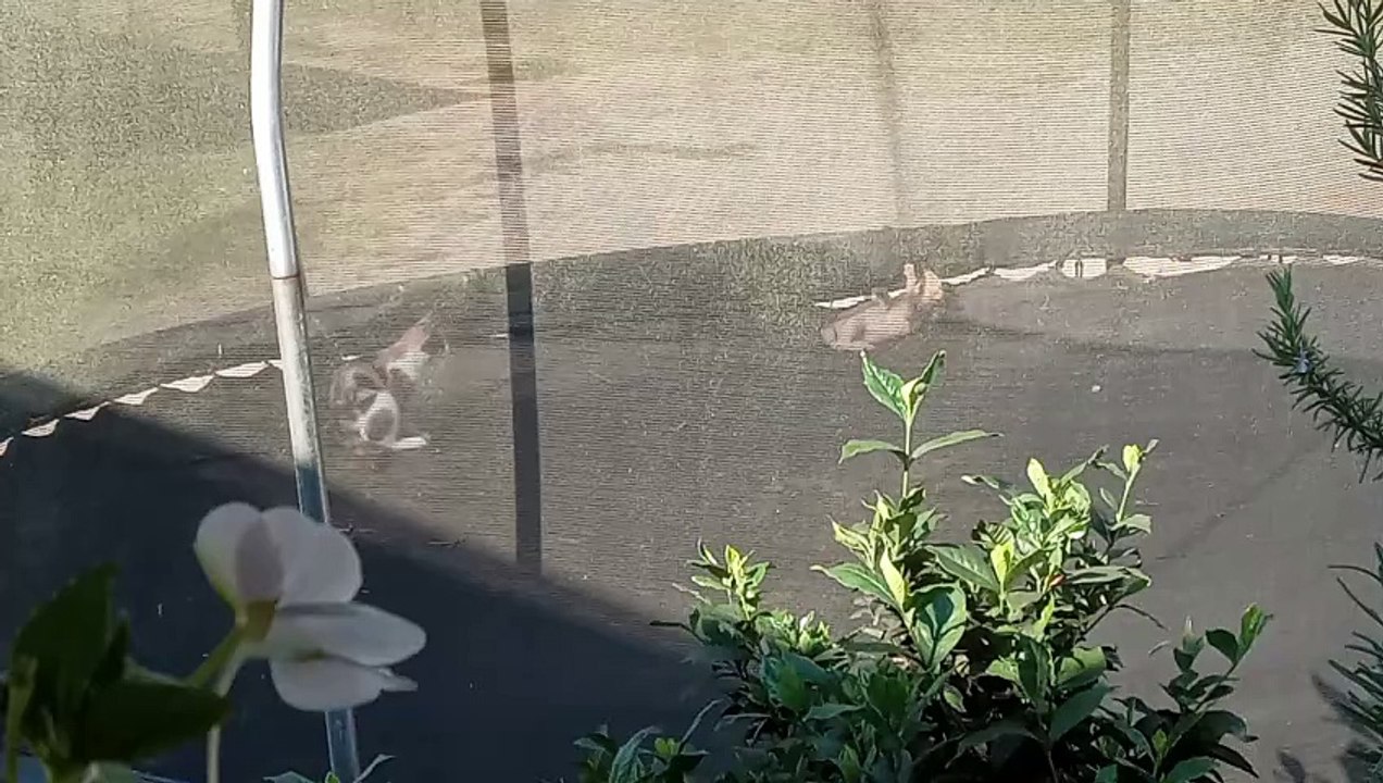 Cats fighting