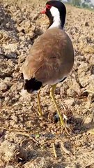 All video about birds life and hunting birds etc