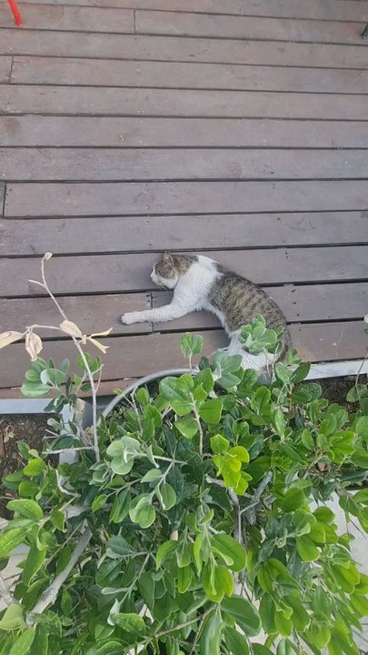 The cat is sleeping soundly and dreaming sweet dreams.