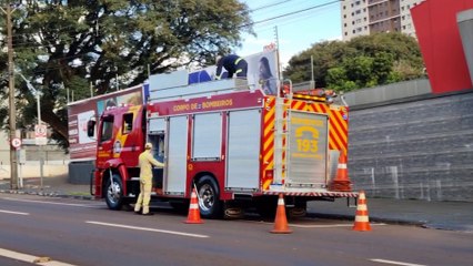 Gato invade depósito de empresa na Av. Brasil, fica "preso" e Bombeiros são chamados