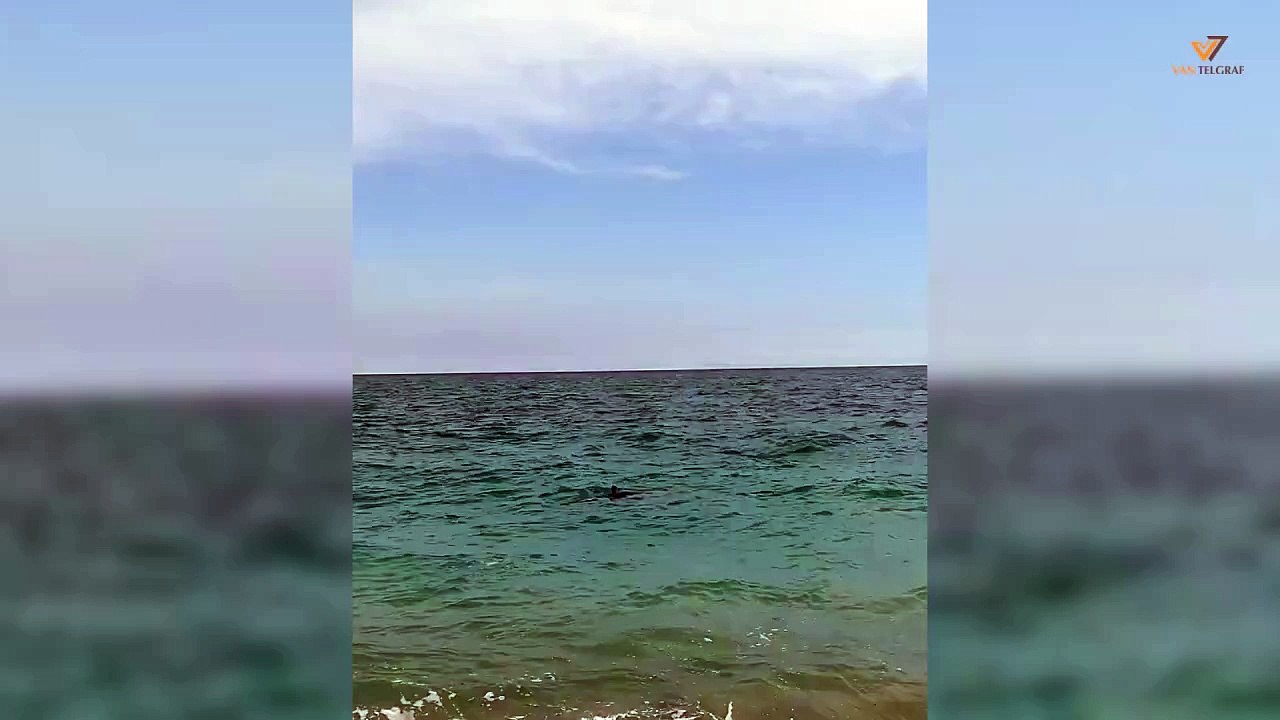 Bunu da kaptırmadık! Köpek balığına taş attılar