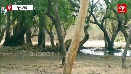 ગીરમાં થશે "સિંહની વસ્તી ગણતરી" : આધુનિક ટેક્નોલોજીના ઉપયોગ સહિત કેવી તૈયારી, વાંચો...