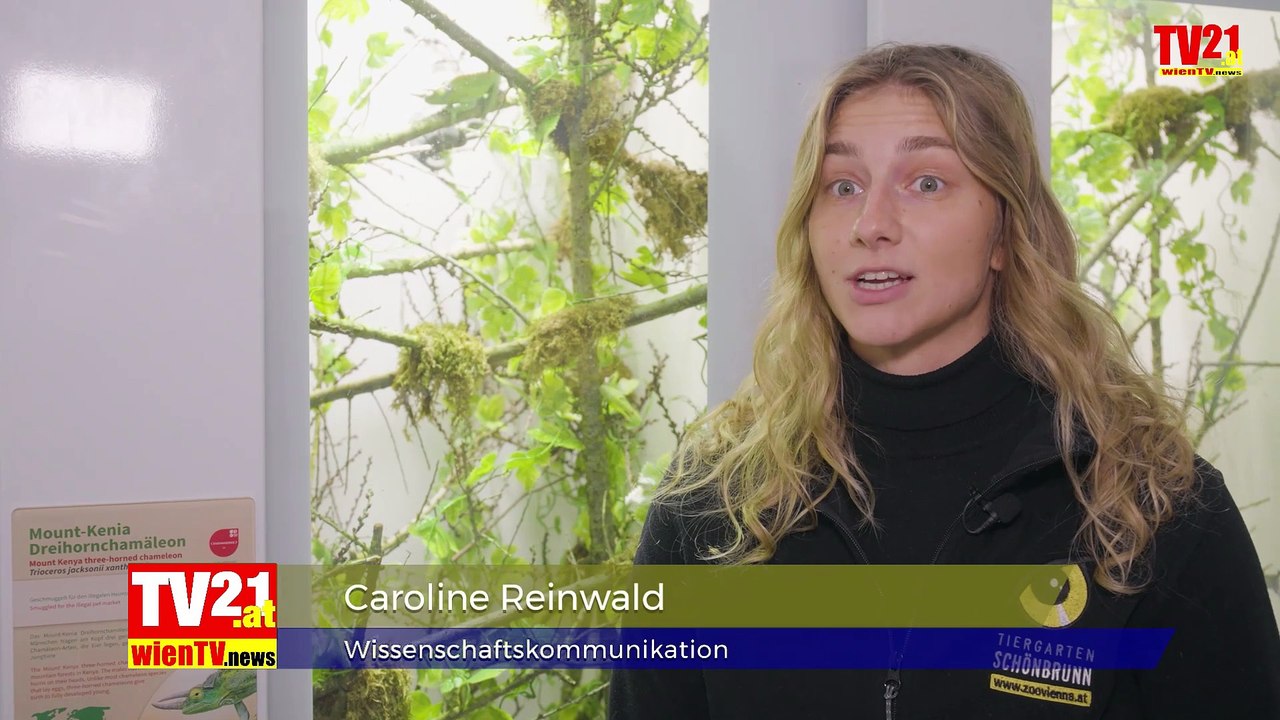 Tiergarten Schönbrunn feiert Internationalen Tag des Chamäleons