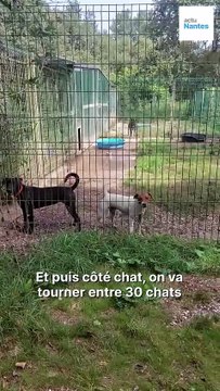 Refuge SPA de Nantes: on a trois demandes d'abandons par jour toute l'année