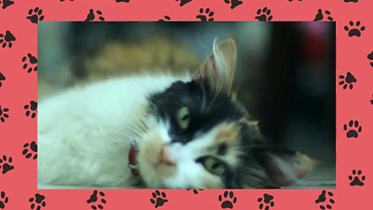 Common Injuries in Cats How to Treat Bite Wounds