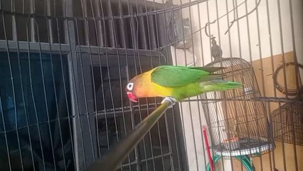 Lovebird lakbet ngekek panjang