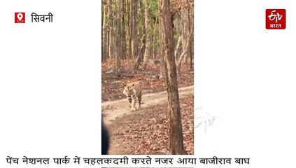 बाघ के दीदार करना है तो आइए पेंच टाइगर रिजर्व, इस मौसम में हाउसफुल