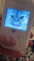 Curious Cat Pulls Goofy Face at Baby Cam