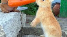 Cute rabbit eating Carrot
