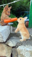 Cute rabbit eating Carrot