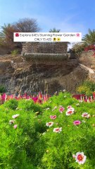 Explore UAE’s Stunning Flower Garden in Wadi Asimah! 🇦🇪✨ 🌸 #shorts #uae