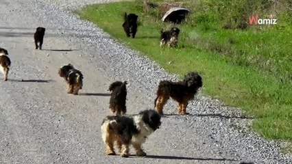 Un automobiliste manque de provoquer un accident : des chiots venant de nulle part courent droit vers lui