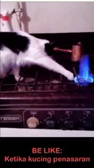 Try not to laugh Funny Clips Funny videos 2025