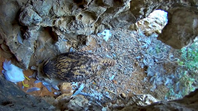 El cas excepcional del duc de les illes Medes