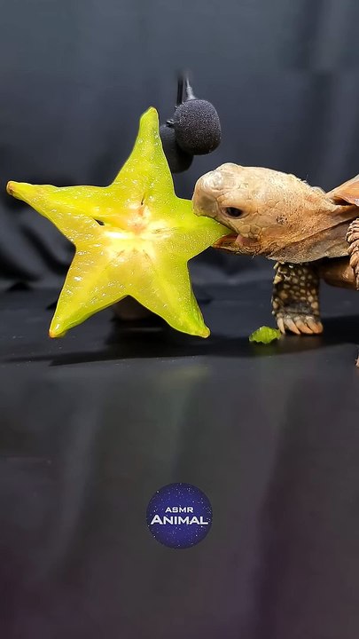 ASMR Mukbang Eating Star Fruit ⭐ Turtle Tortoise