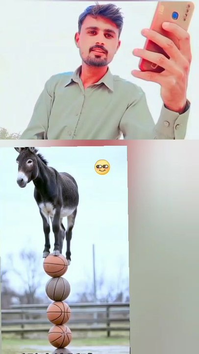 donkey 🐎 stand in basketball 🏀😂