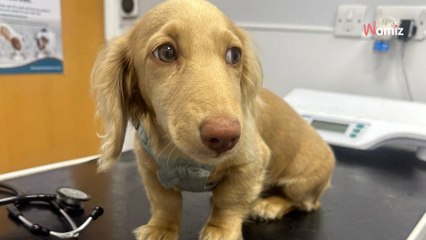 Traumwelpe wird endlich adoptiert: Zwei Monate später die niederschmetternde Diagnose (Video)