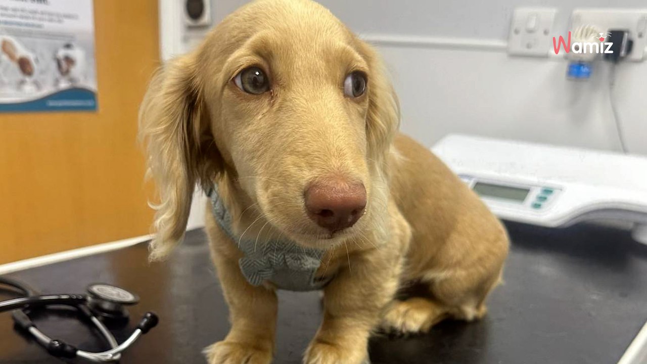 Traumwelpe wird endlich adoptiert: Zwei Monate später die niederschmetternde Diagnose (Video)