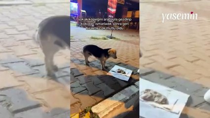 Sokak köpeğiyle böyle vakit geçirdiler: Önce gezdirdiler sonra karnını doyurdular!