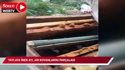 Yaylaya inen ayı, arı kovanlarını parçaladı