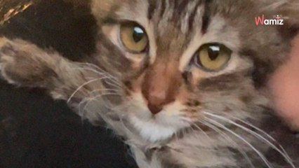 Ils maltraitent leur chaton et l'affament : ils finissent par l'abandonner pour une raison révoltante (vidéo)