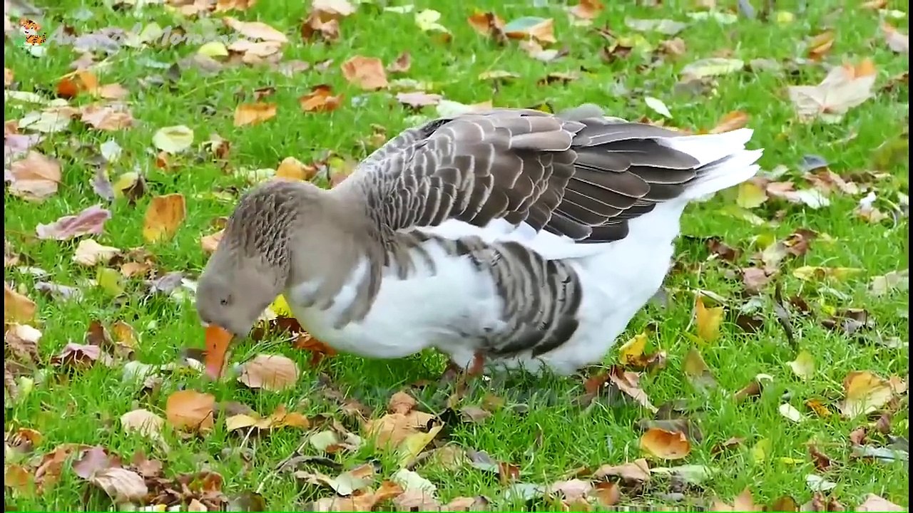 Learn about familiar animals_ animal sounds and foods_ cows_ dogs_ cats_ chickens_ elephants