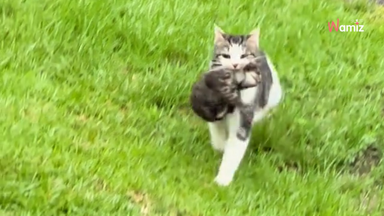 Il voit son chat traverser le jardin avec quelque chose dans la gueule : cette scène va vous faire craquer (vidéo)