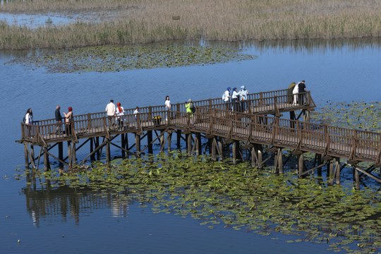 22 türden 2 bin 111 kuş burada: Efteni Gölü Kuş Cenneti