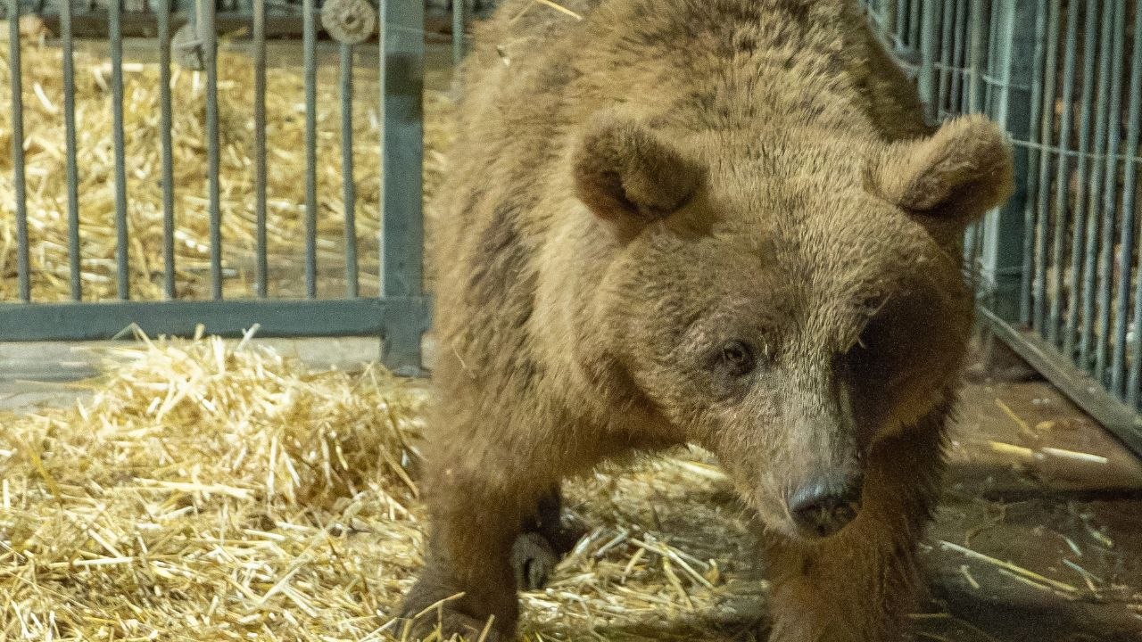 Bear and family rescued by torchlight after spending 12 years held in filthy cages