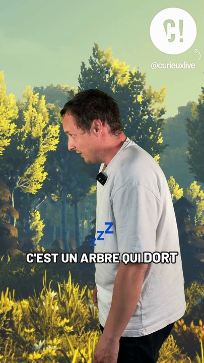 Les arbres dorment ?!