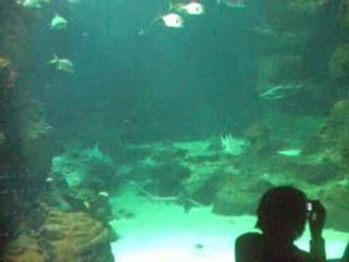 aquarium mare nostrum