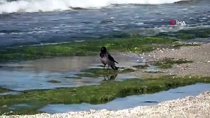 Hırsız karganın ’balık’ ziyafeti güldürdü