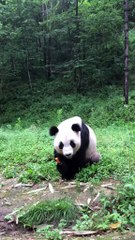 The daily life of pandas 🐼(72)   #Panda #Lovely