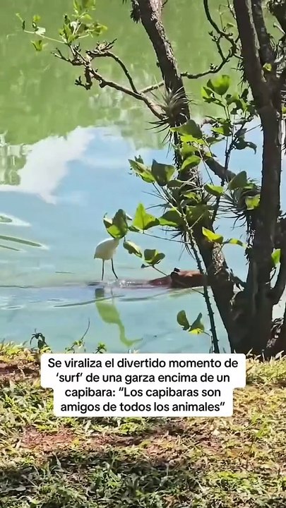 Garza surf
