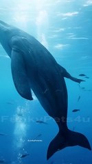 Blue Whale In DeepSea - FunkyPets4u