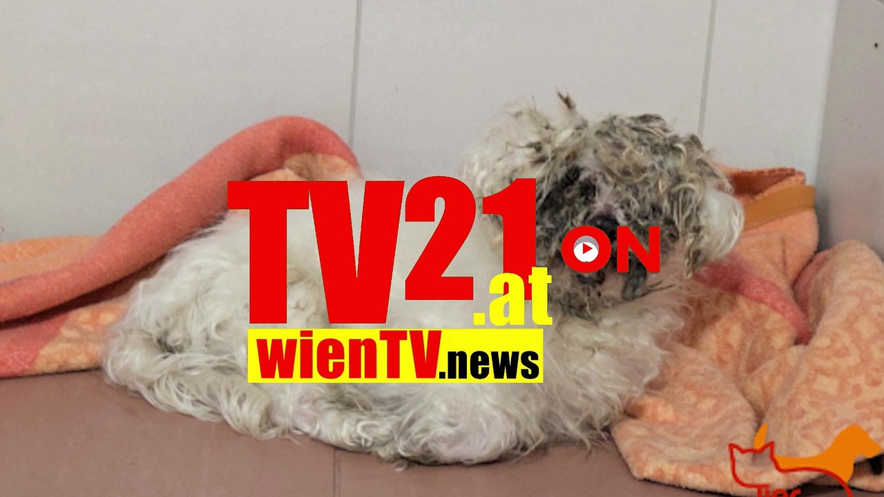 Unfassbare Grausamkeit Misshandelter Hund Winnie wie Müll entsorgt